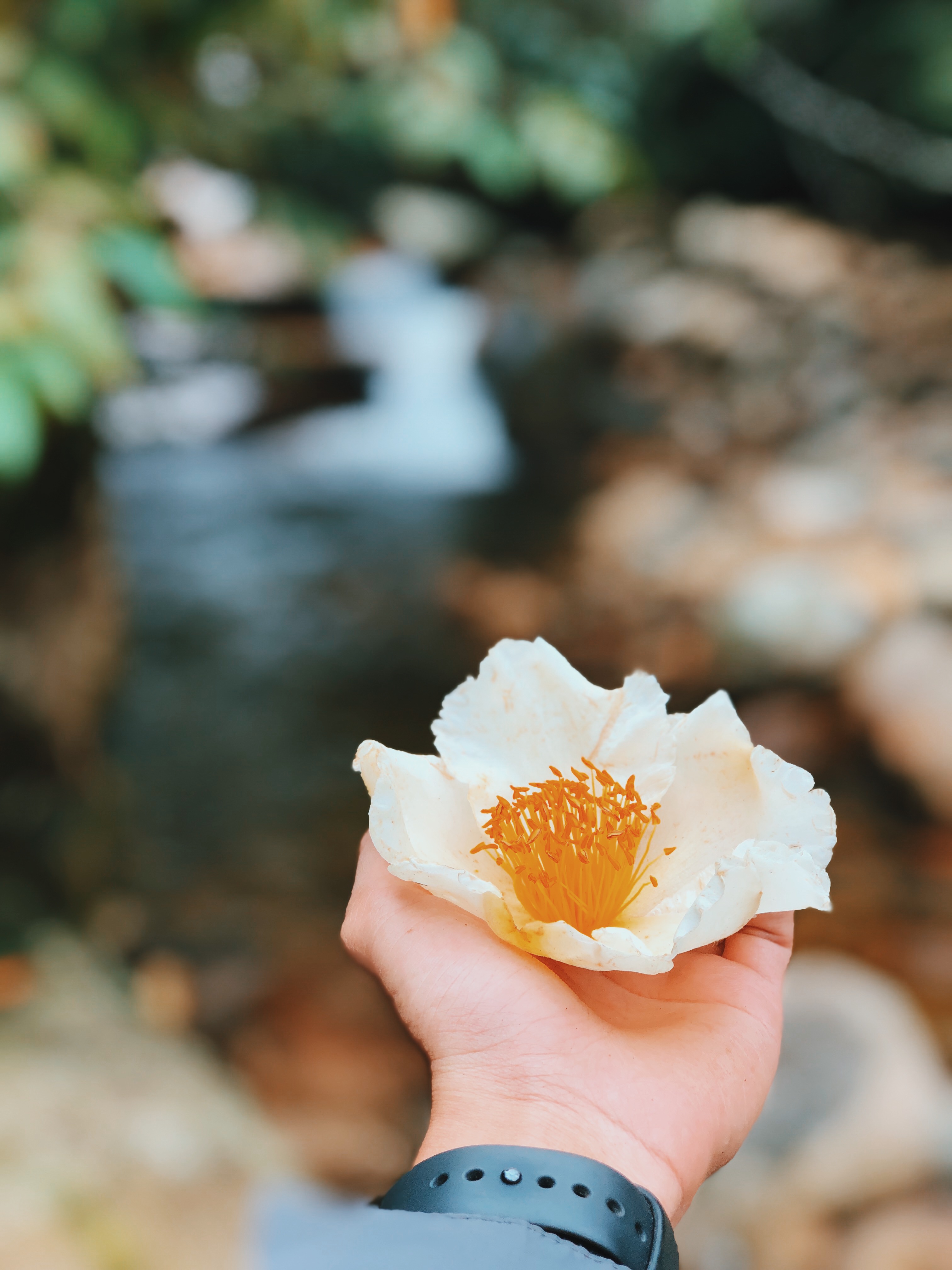 Hoa đỗ quyên trắng đang nở giăng khắp núi